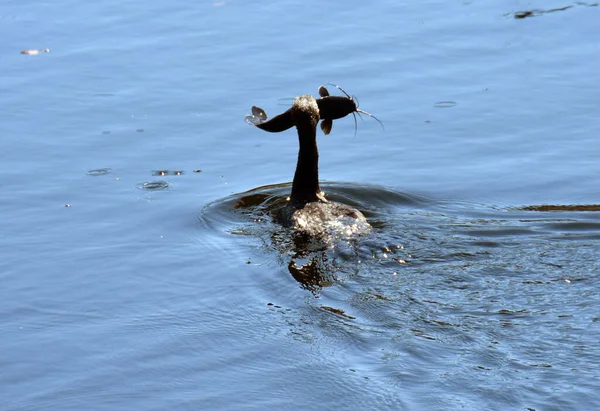 Cormorant Florida Everglades Catching Fish —  Fotos de Stock