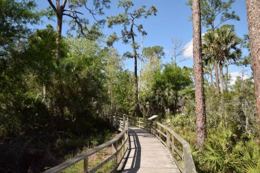Florida Everglades doğal bitki yaşam alanı boyunca doğa yürüyüşü