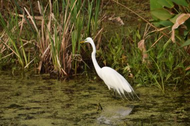 Florida Everglades 'in doğal ortamında büyük balıkçıl (egretta alba)