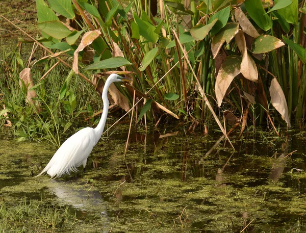 Gran Garza Egretta Alba Entorno Natural Everglades Florida — Foto de Stock