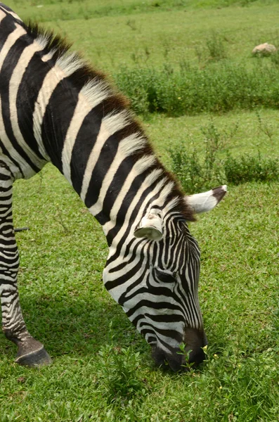 Zebra grazing — Stock Photo, Image