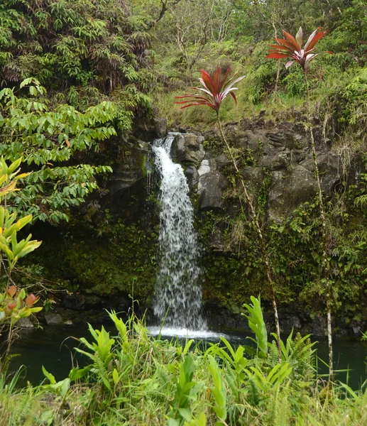 Cascada exótica en Hawaii —  Fotos de Stock