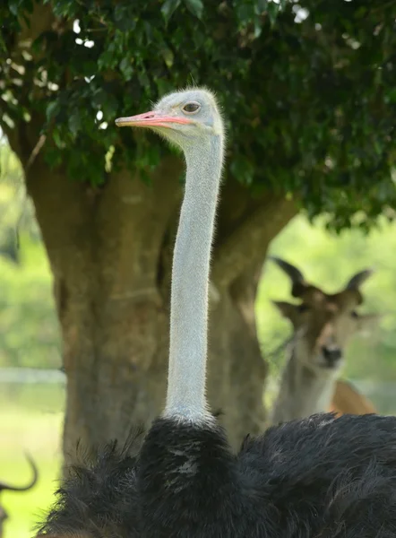 Ostrich head closeup — Stock Photo, Image