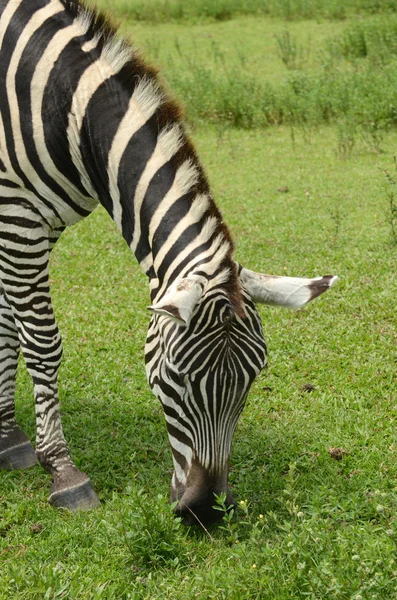 Zebra al pascolo — Foto Stock