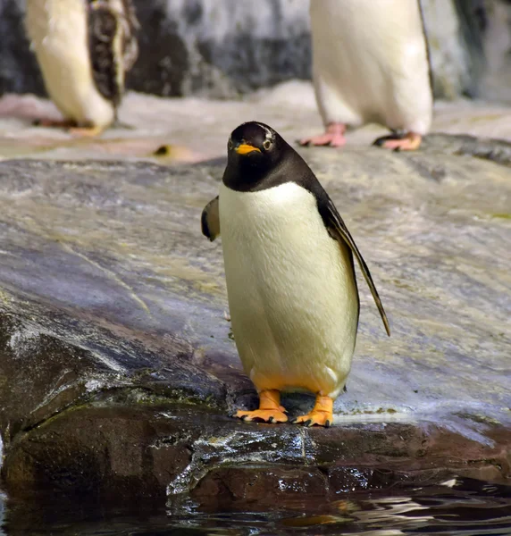 Pinguim de pé na natureza — Fotografia de Stock