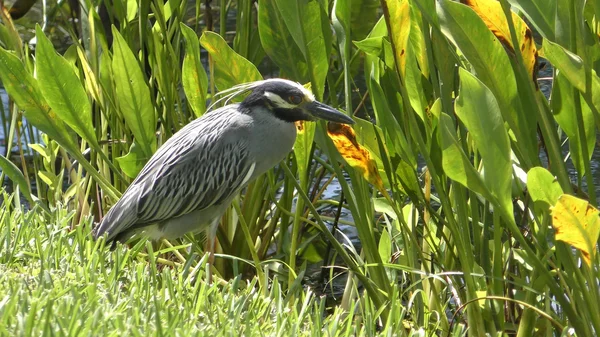 Gele gekroonde nacht heron — Stockfoto