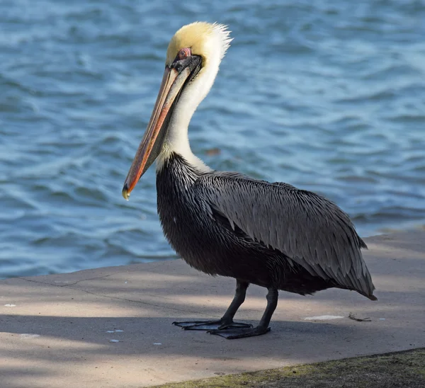 Brown pelican view — Stock Photo, Image