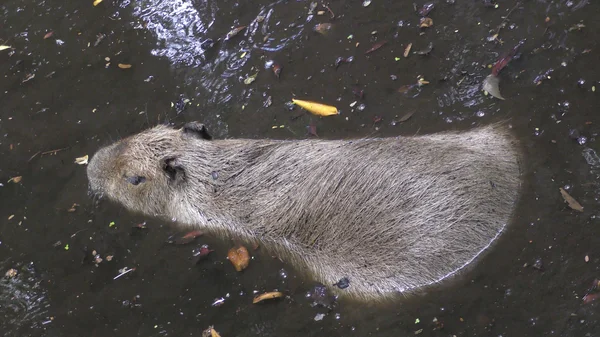 Capibara in ambiente naturale — Foto Stock