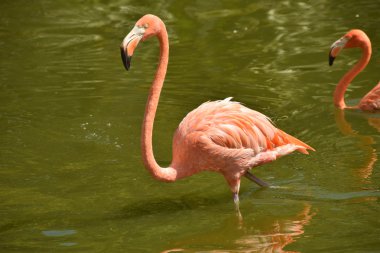 Flamingo bir havuzda