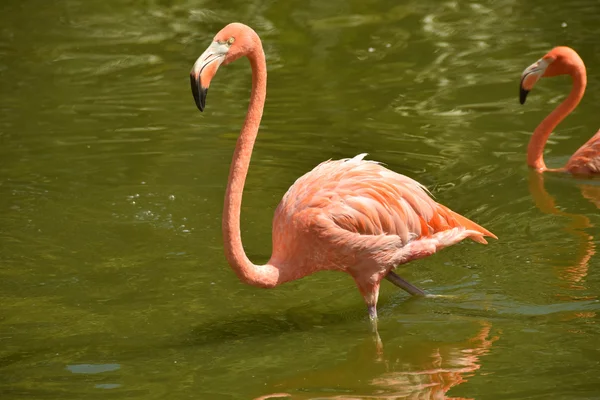 Flamingo v rybníku — Stock fotografie