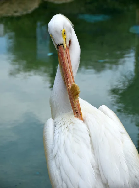 Pelikan hoved closeup visning - Stock-foto
