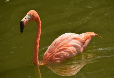Flamingo bir havuzda