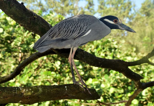 Night heron closeup view — Stock Photo, Image