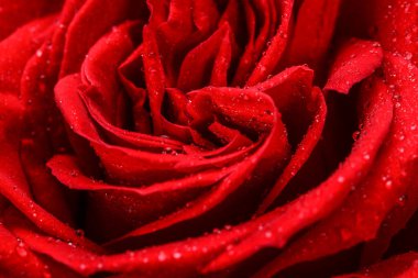 Kırmızı gül arkaplanı çiğ damlalarıyla, makroyu kapat.