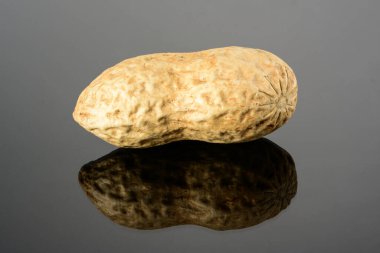 Yansımalı parlak gri yüzeyde yer fıstığı. Olgun kuru gerçek fıstık makrosu yakından, yüksek çözünürlüklü tam saha derinliği.