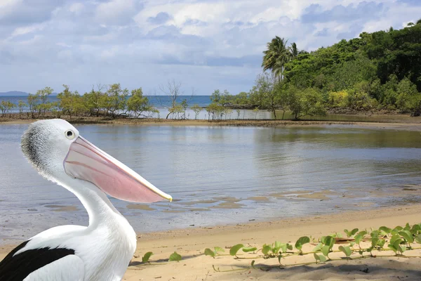 Пеликан на берегу Порт-Дугласа — стоковое фото