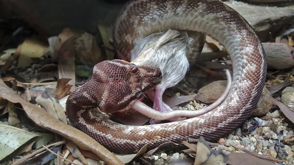Wąż i myszy — Zdjęcie stockowe