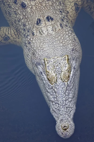 Croc i vattnet — Stockfoto