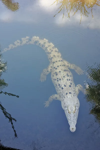 Croc in the water — Stock Photo, Image