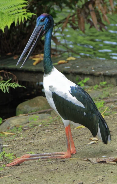 Un grande uccello Jabiru — Foto Stock