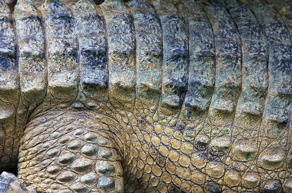 Croc in the water — Stock Photo, Image