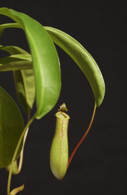 Siyah arka plan üzerine atıcı bitki