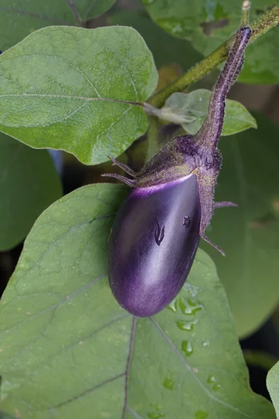 Aubergine ou aubergine — Photo