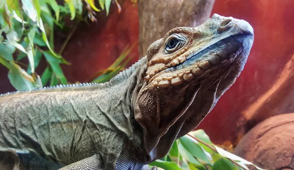 Dragão ou Lagarto Australiano — Fotografia de Stock