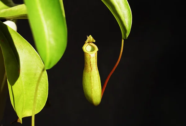 Pitcher Plant close up — Stock Photo, Image