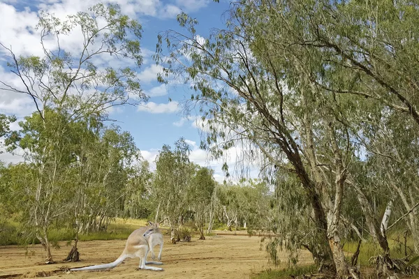 Canguro nel cespuglio australiano — Foto Stock