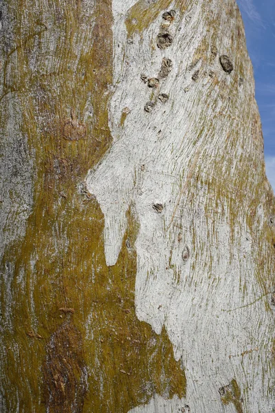 Monte Mulligan árvore — Fotografia de Stock