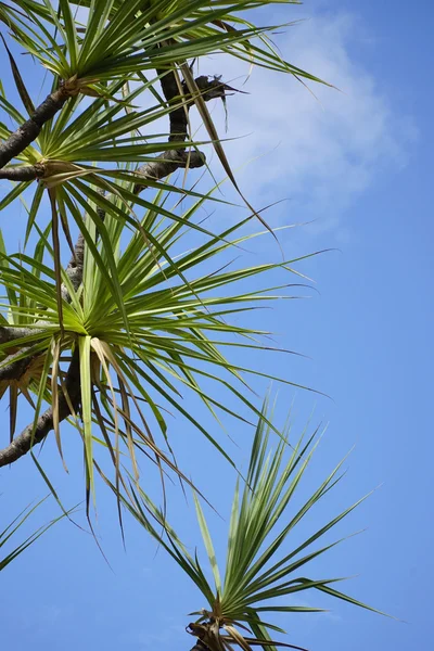 Pandanus tree with blue sky — Stock Photo, Image