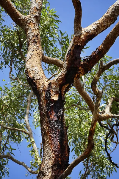 Árbol de palo de sangre australiano — Foto de Stock