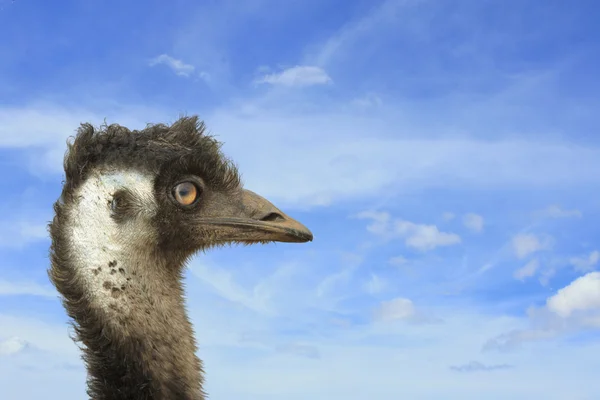 Emu head with sky background — Stock Photo, Image