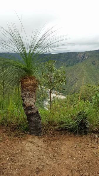 Grass tree or blackboy at Blanco Falls — Stock Photo, Image