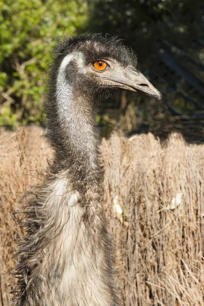 Närbild på en emu i långt gräs — Stockfoto