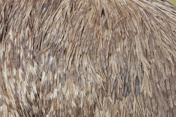 Close up of emu feathers — Stock Photo, Image