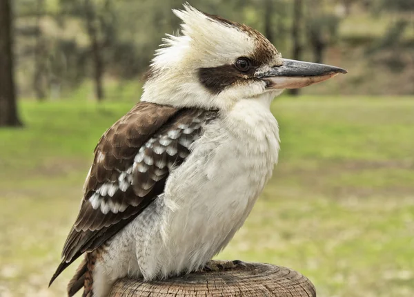 Kookaburra auf einem Pfosten — Stockfoto