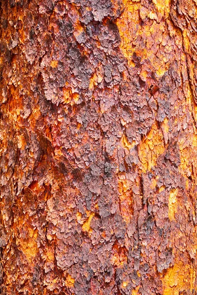 Kůra stromu bloodwood — Stock fotografie