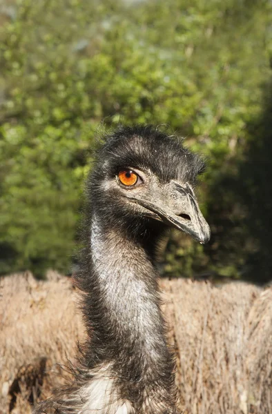 Sauvage emu vue de la tête — Photo