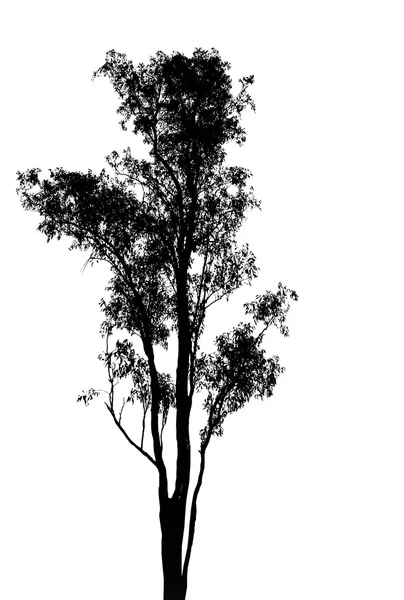 Drzewo sylwetka białe tło — Zdjęcie stockowe