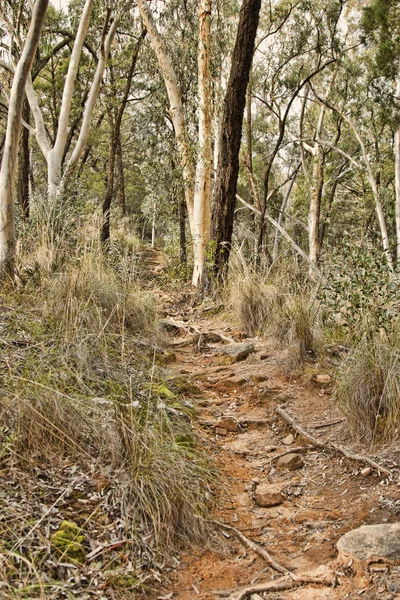 Arbusto australiano con una pista — Foto de Stock