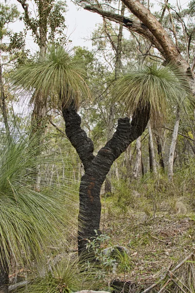 Arbusto australiano con una pista — Foto de Stock