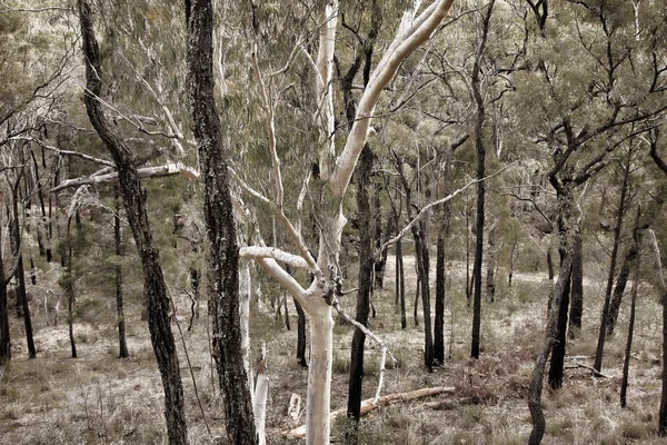 Buisson australien avec une piste — Photo