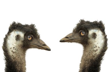 Beyaz arka plan üzerinde iki emus