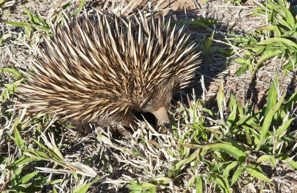 Echidna in het gras — Stockfoto