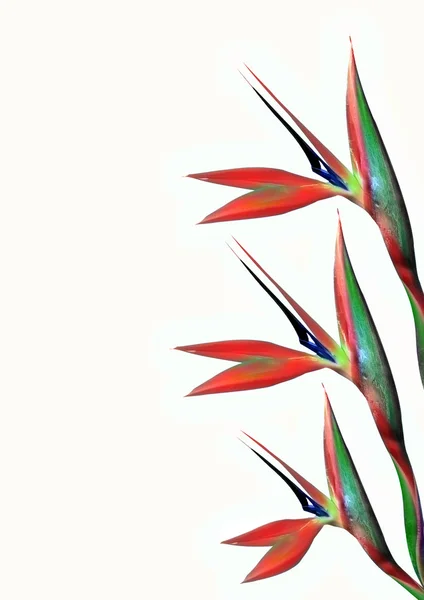 Felgekleurde paradijsvogel bloem — Stockfoto
