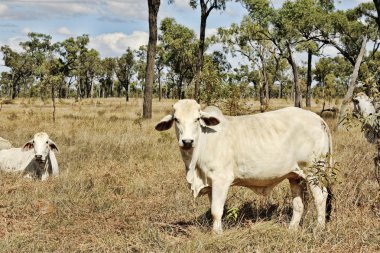 çiftlikte inekler Avustralya kırsalında