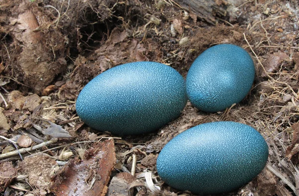 Emu eggs  in a nest — Stock Photo, Image