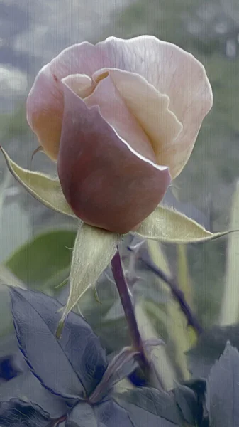 Pink rose painted effect — Stock Photo, Image